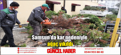 Samsun'da kar nedeniyle ağaç yıkıldı