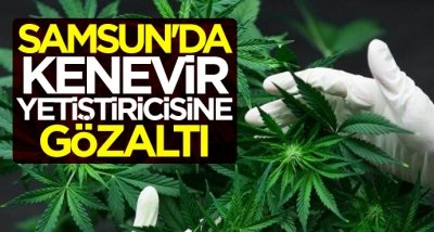 Samsun'da kenevir yetiştiricisine gözaltı