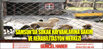 Samsun'da Sokak Hayvanlarına Bakım ve Rehabilitasyon Merkezi