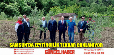 Samsun'da zeytincilik tekrar canlanıyor  