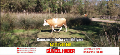 Samsun’un kaba yem ihtiyacı 1,2 milyon ton