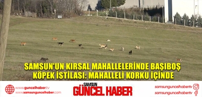 Samsun'un kırsal mahallelerinde başıboş köpek istilası: Mahalleli korku içinde