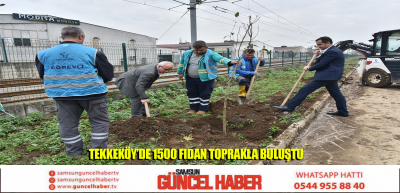 Tekkeköy Belediyesi tarafından 11 Kasım Milli Ağaçlandırma Günü etkinlikleri kapsamında 1500 fidan toprakla buluşturuldu.  