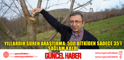 Yıllardır süren araştırma: 500 bitkiden sadece 35'i sağlam kaldı